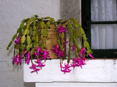 schlumbergera çiçeği bakımı